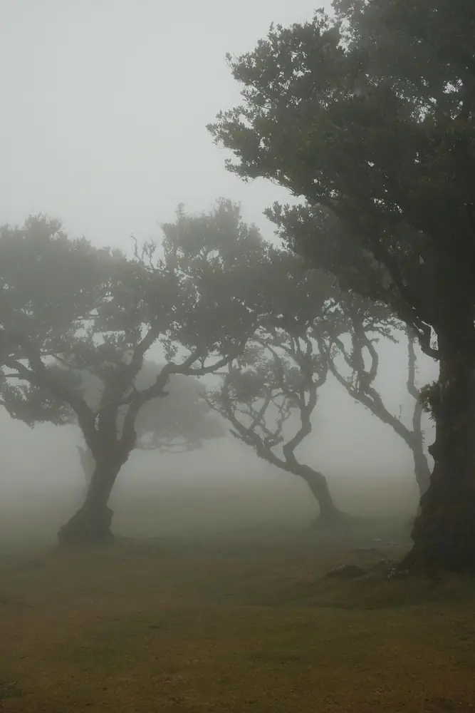 Mountain to Waves misty Fanal forest