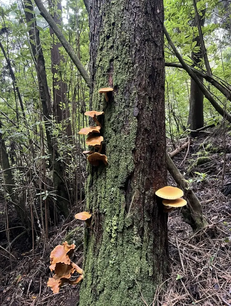 Poço das Pulgas forest details and mushrooms