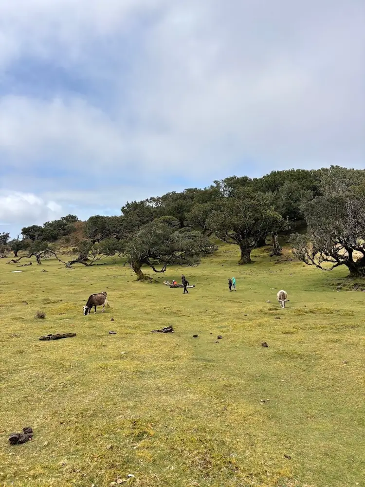 Laura Freitas review photo in Fanal forest