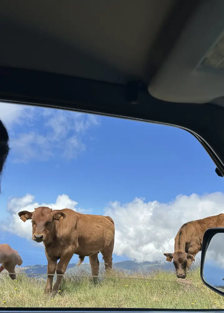 Private Sunset cows seen from the 4x4