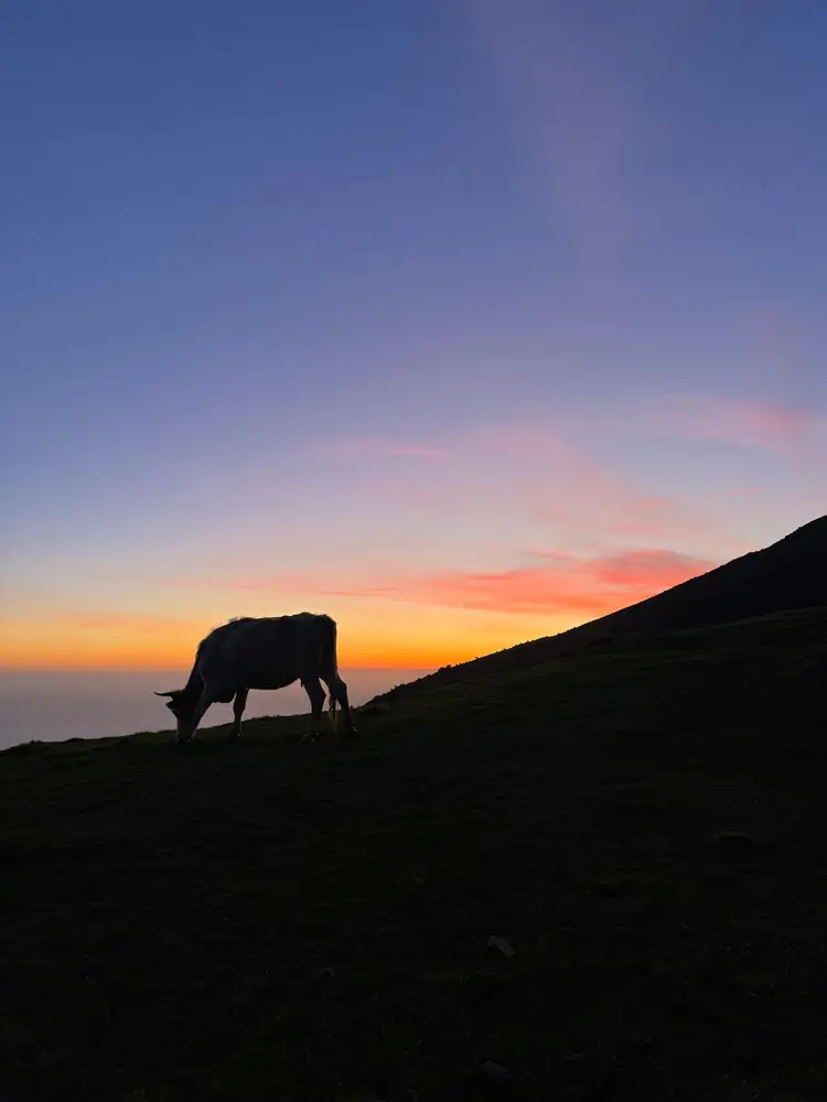 Private Sunset cow silhouette on the mountain