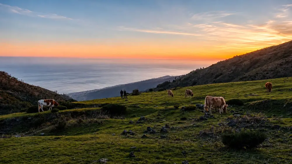 Private Sunset cows grazing at golden hour
